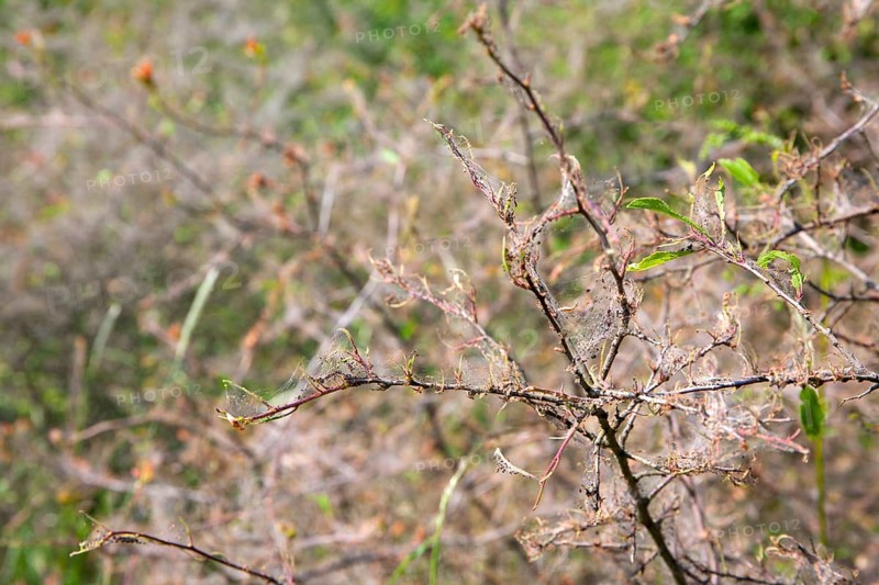 Ermine moths (Yponomeutidae) cover a Blackthorn hedge (Prunus spinosa) with spun yarn