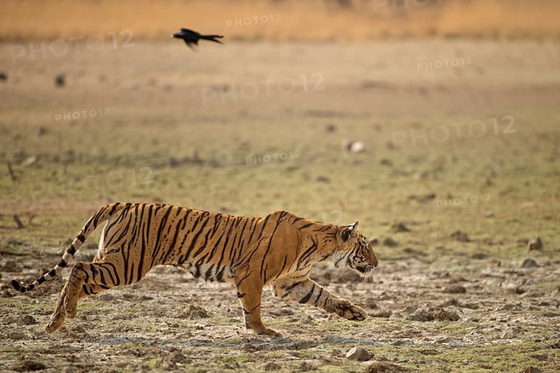 Wild tigress (Panthera tigris tigris) running across a dry lake bed while chasing her prey