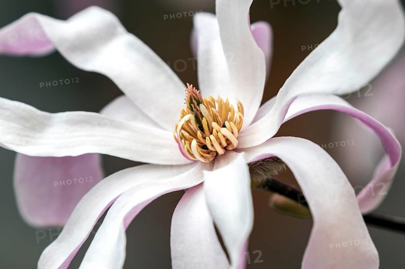 Flower of star magnolia (Magnolia stellata)