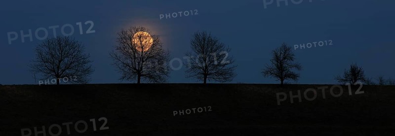 Full moon behind a row of trees