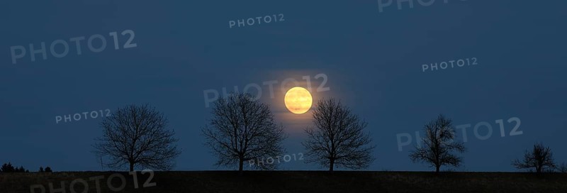 Full moon behind a row of trees
