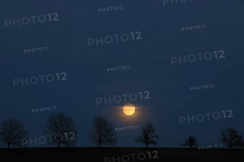 Full moon behind a row of trees
