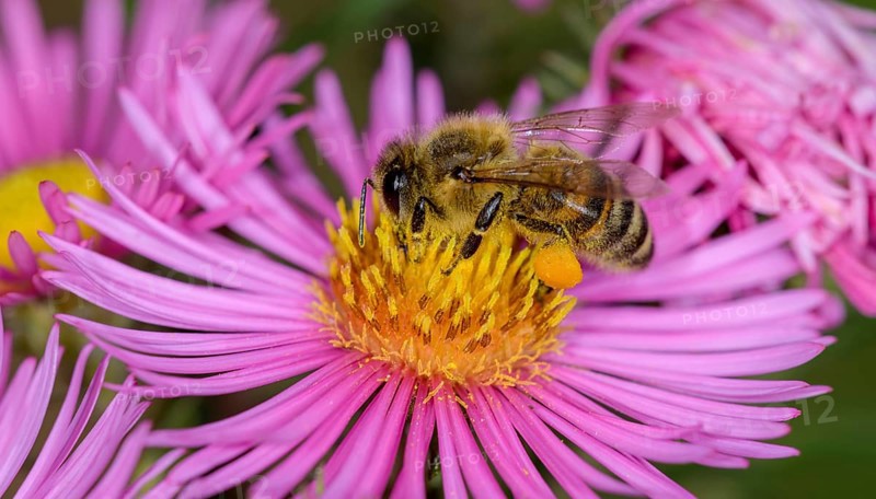 Honey bee (Apis mellifera) on Asterflower (Aster)