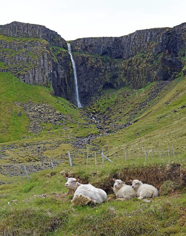 Ewe with two lambs