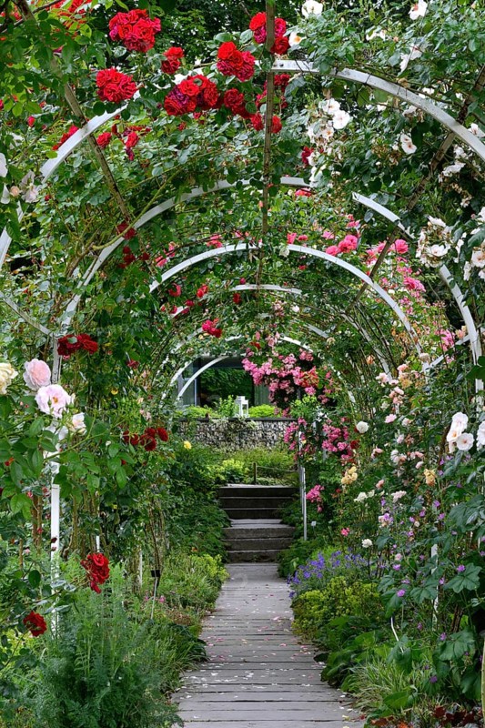 Rose arch with blooming roses