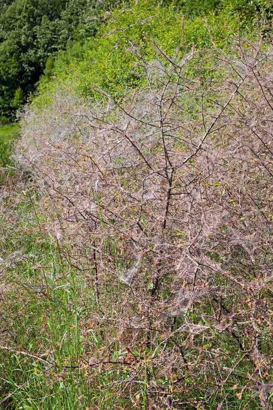 Ermine moths (Yponomeutidae) cover a Blackthorn hedge (Prunus spinosa) with spun yarn