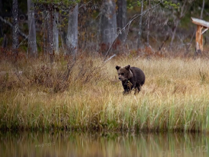 Brown bear (Ursus arctos)