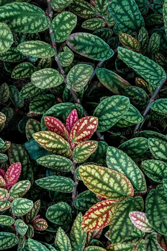 Green and purple patterned leaves