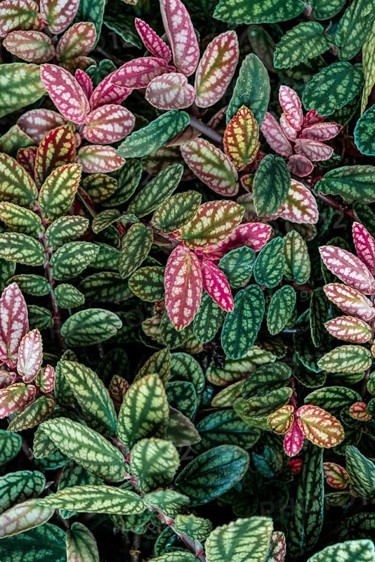 Green and purple patterned leaves
