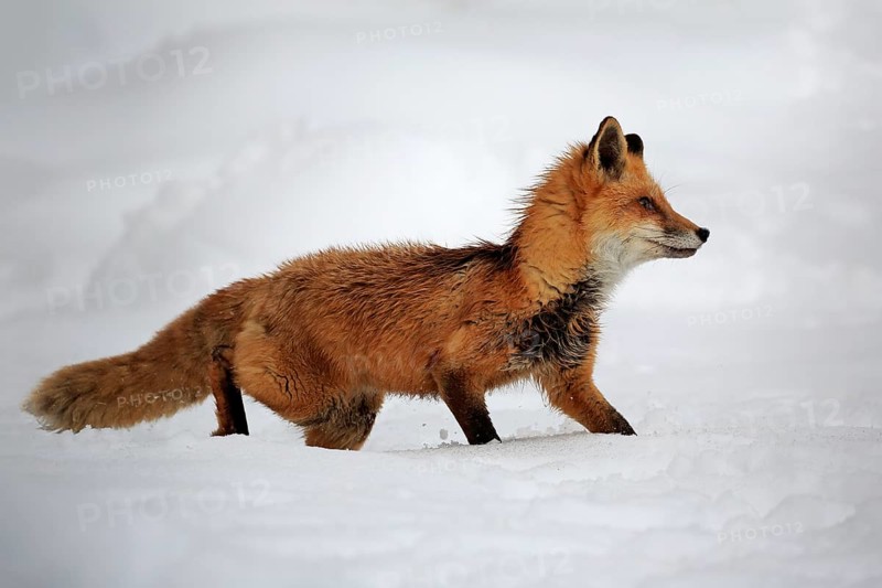 American red fox