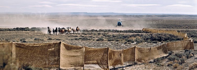 Cowboys drive a herd of horses by helicopter
