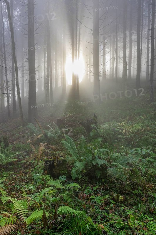 Wald im Nebel and Ferns