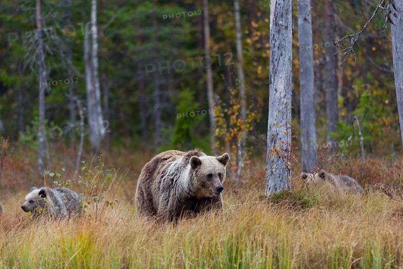 Brown bears (Ursus arctos)