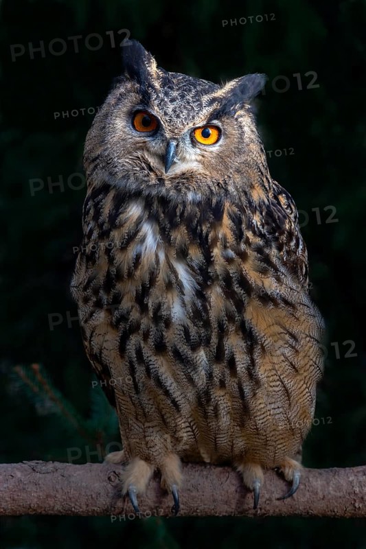 Eurasian eagle-owl (Bubo bubo)