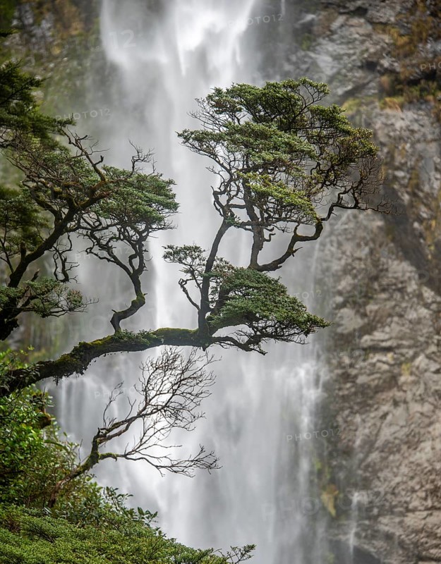 Branch of a tree in front of waterfall