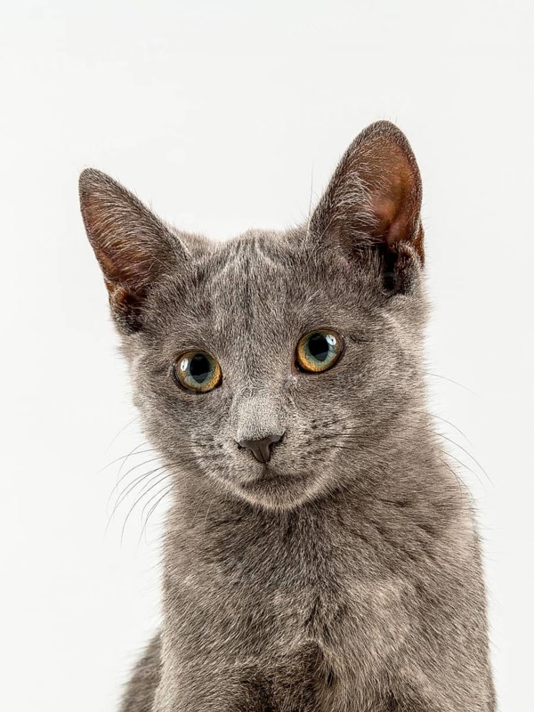 Breedcat Russian Blue (Felis silvestris catus)