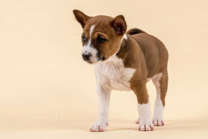 Basenji or Congo Terrier (Canis lupus familiaris)