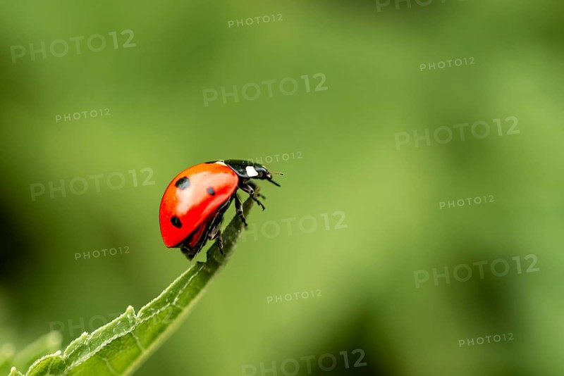 Seven-spott ladybird (Coccinella septempunctata) on a tip of a leaf