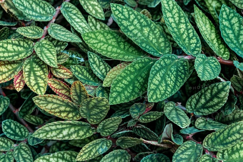 Green and purple patterned leaves