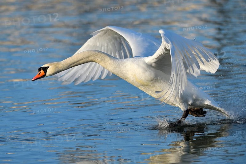 Mute swan (Cygnus olor)