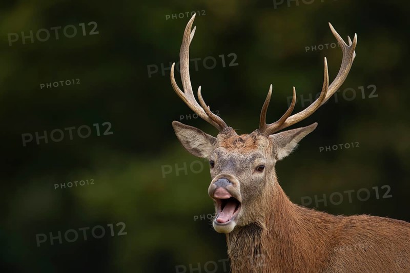 Red deer (Cervus elaphus) adult stag performing the flehmen response
