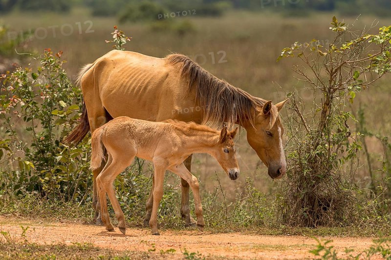 Mare with foal