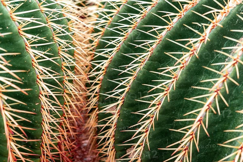 Golden Barrel Cactus or (Echinocactus grusonii)