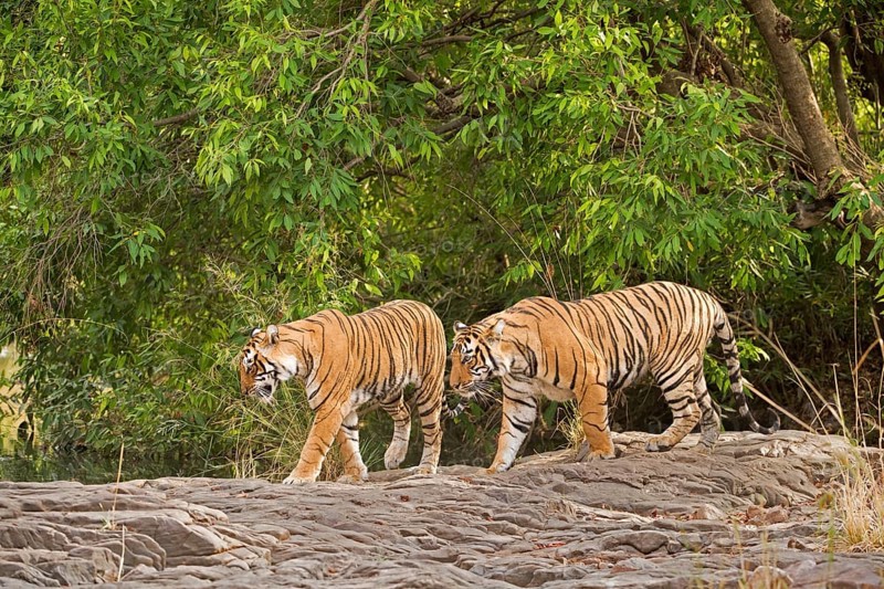 Tigress (Panthera tigris tigris) walking with her cub