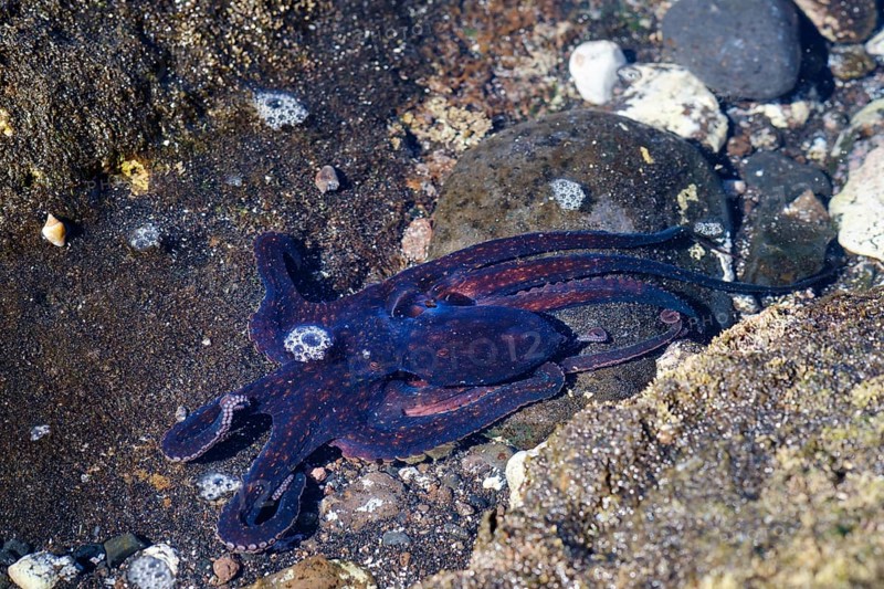 Octopus in shallow water