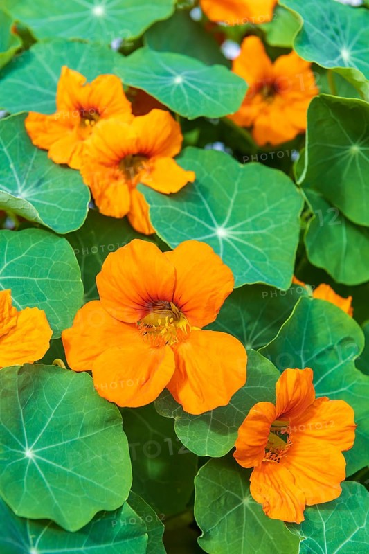 Orange flowering nasturtium (Tropaeolum majus)