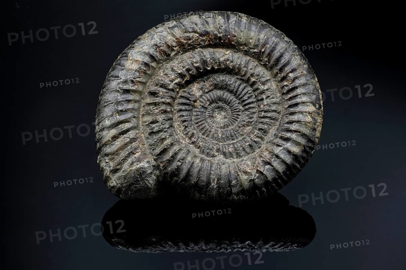 Ammonite fossil