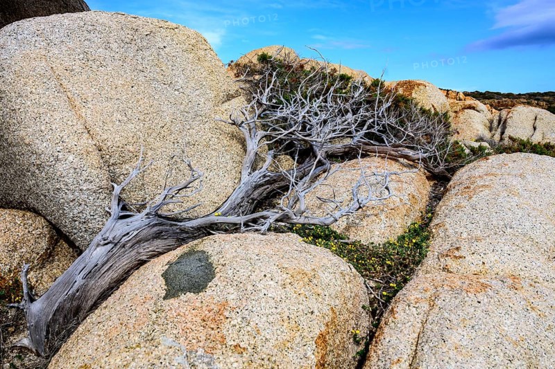 Juniper tree (Juniperus) growing sheltered from the wind between stones