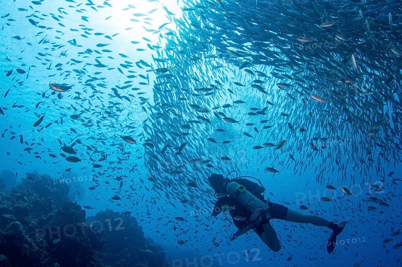 Diver observes a big bait ball of fish