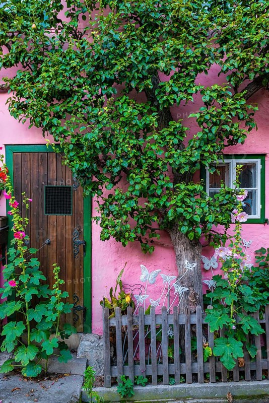 Pink house with espalier tree in the old town
