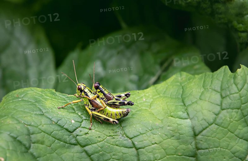 Green Mountain Grasshopper (Miramella alpina)