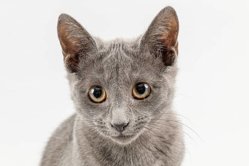 Breedcat Russian Blue (Felis silvestris catus)