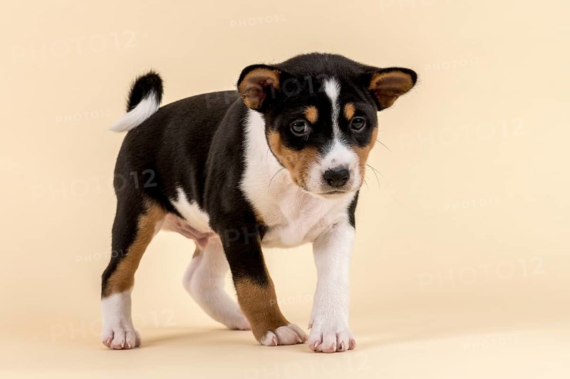 Basenji or Congo Terrier (Canis lupus familiaris)