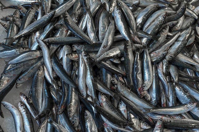 Fresh sprats (Sprattus sprattus) on ice