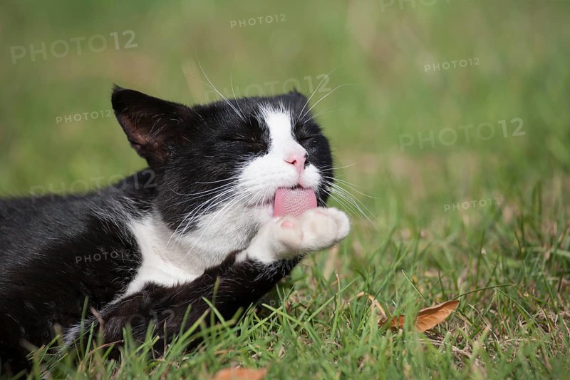 Black and white cat (Felis silvestris catus) licking its paw