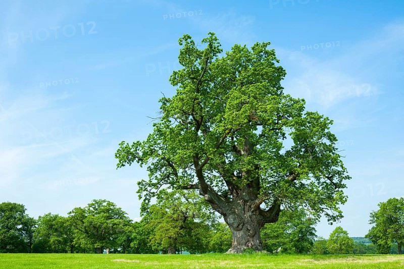English oak (Quercus robur)