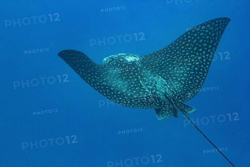 Spotted eagle ray (Aetobatus narinari)
