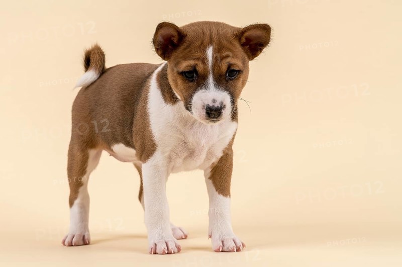 Basenji or Congo Terrier (Canis lupus familiaris)