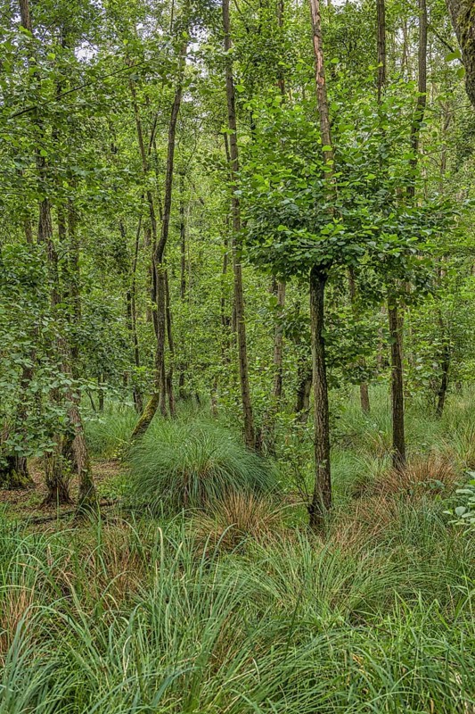 Summer floodplain forest with Greater Tussock Sedge (Carex paniculata) and Black alder (Alnus glutinosa)
