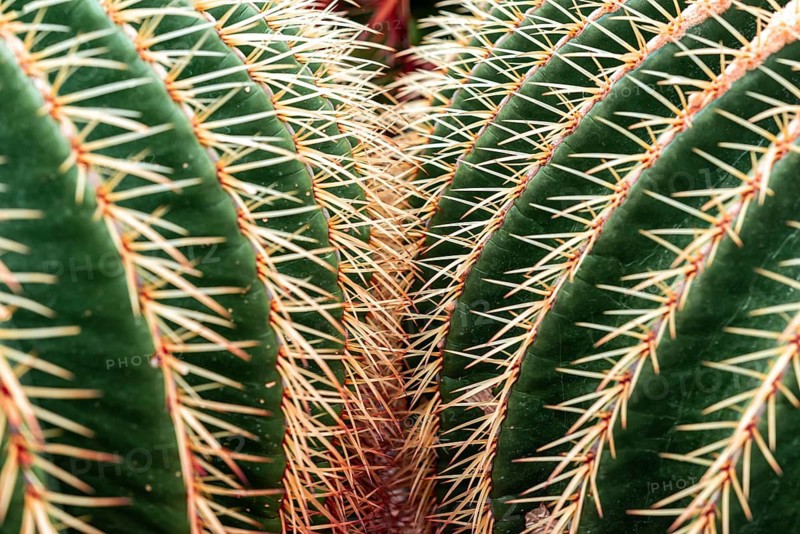 Golden Barrel Cactus or (Echinocactus grusonii)