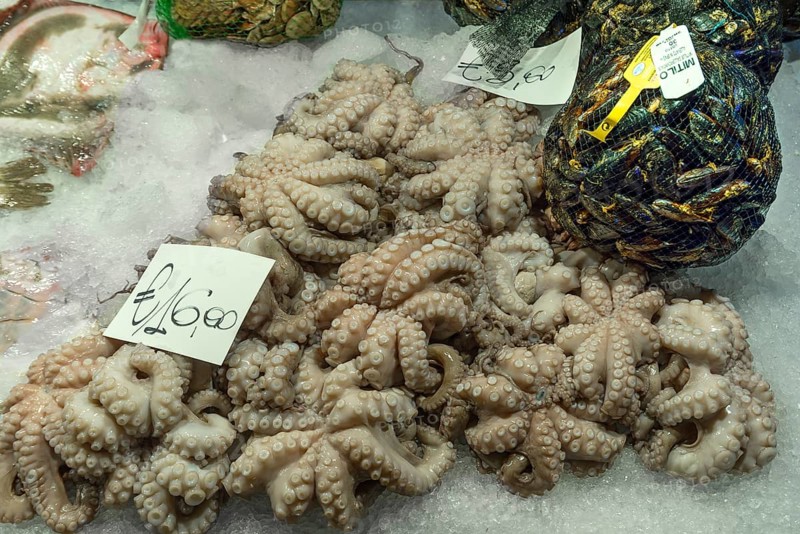 Fresh octopus (pulpo) on ice