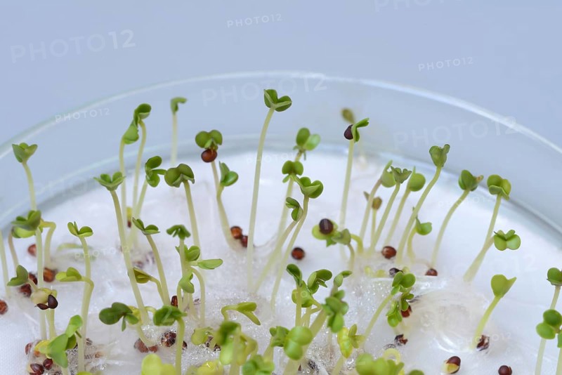 Broccoli shoots in glass bowl