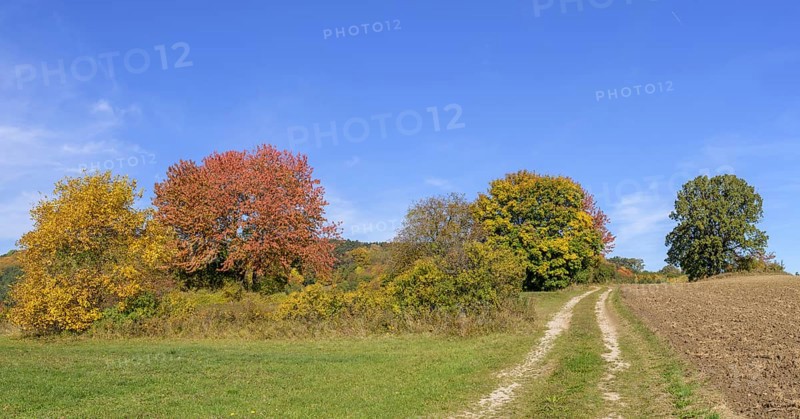 Autumn coloured trees and field path