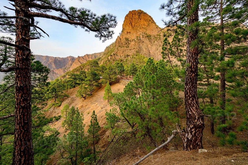 View between trees to the crater rim of the Caldera de Taburiente