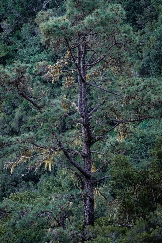 Detail of a tree in the Caldera de Taburiente