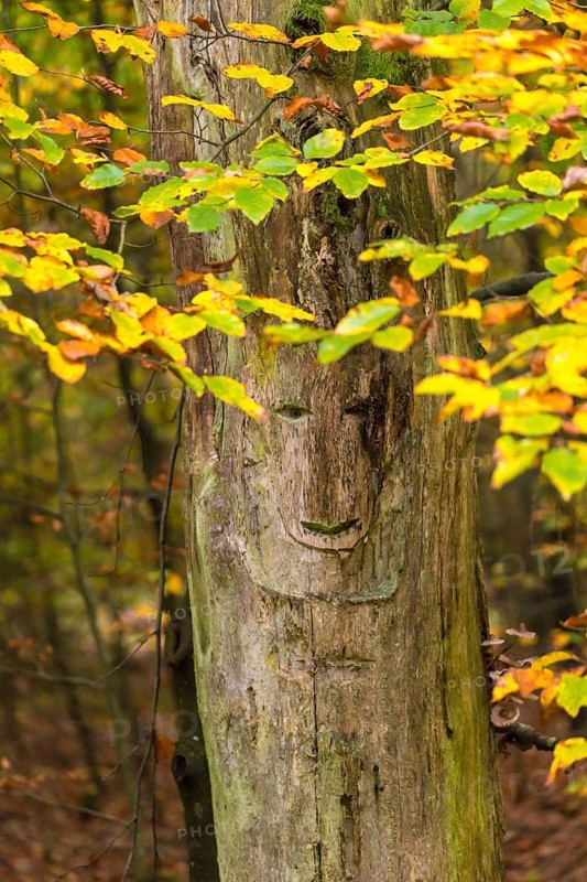 Face in a tree